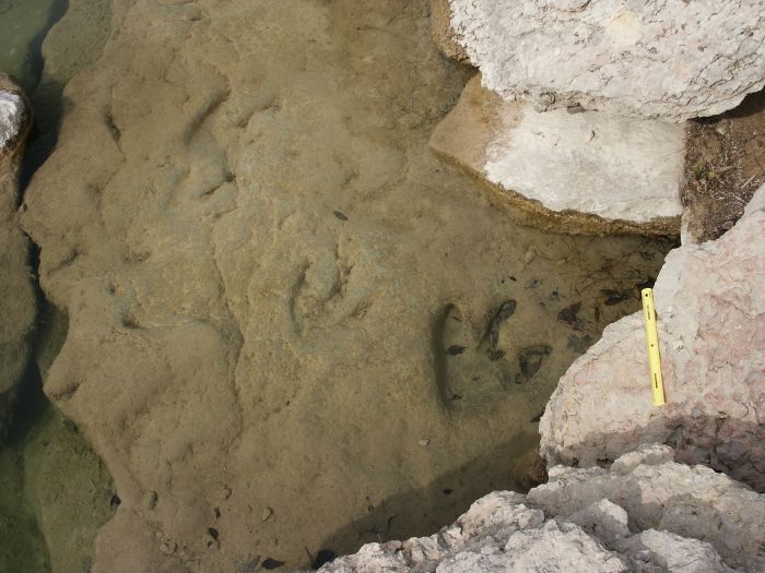 Cretacious Dinosaur Tracks near Glen Rose, Texas.