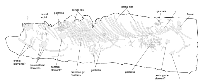 Sketch of Alaska Ichthyosaur after preparation, circa 2009.