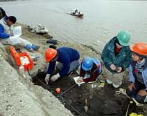 Teachers and researchers dig for fossils in the bluffs.